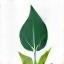 Logo Gaia's Bloom Roma